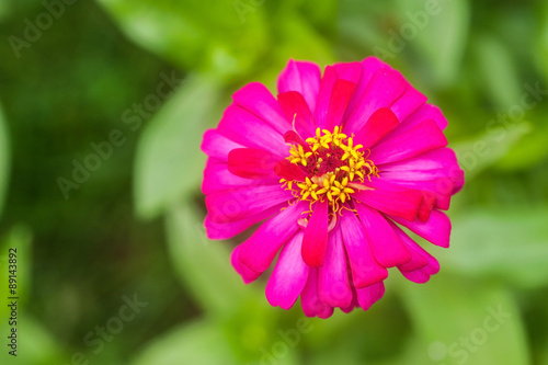 Gerbera or daisy, Flower purple color and blur background