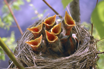 Wandcirkels Vogel Jonge vogeltjes in nest  © vitalart