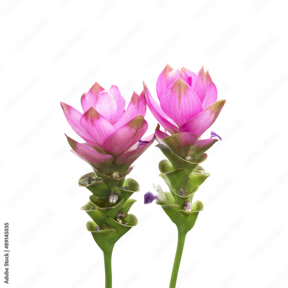 Obraz premium Siam Tulip isolated on white background