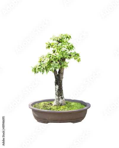 bonsai banyan tree with white background