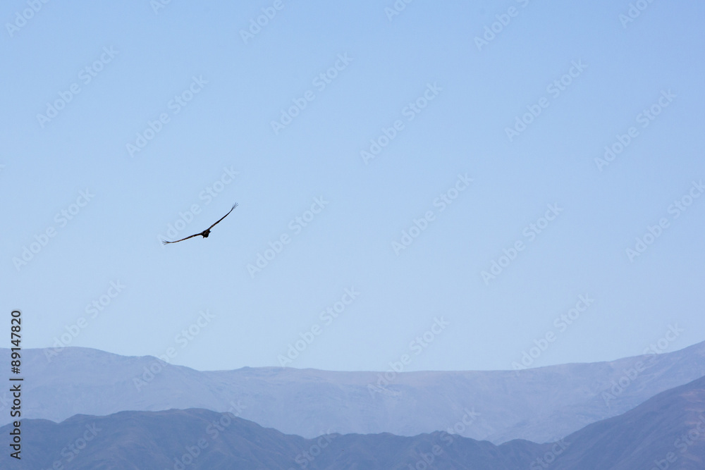 Condor flying and looking for a prey in the blue sky of San Juan with mountains in the background. Argentina Condor flying and looking for a prey in the blue sky of San Juan with mountains in the background. Argentina