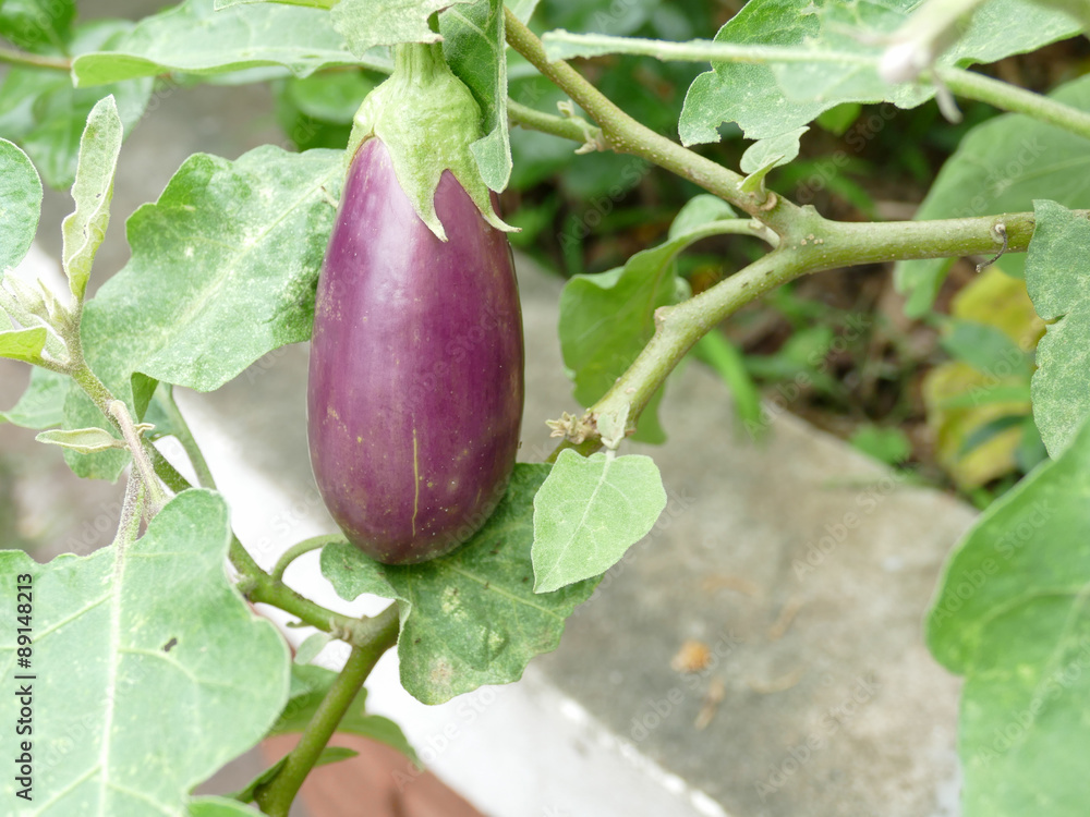 Purple Eggplant