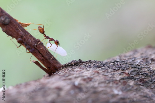 Red Ant Carrying a Rice Back to Its Nest