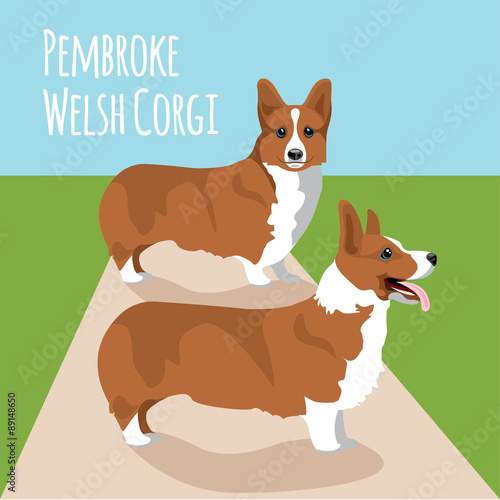 Welsh corgi vector