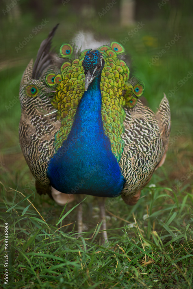 Fototapeta premium peacock.
