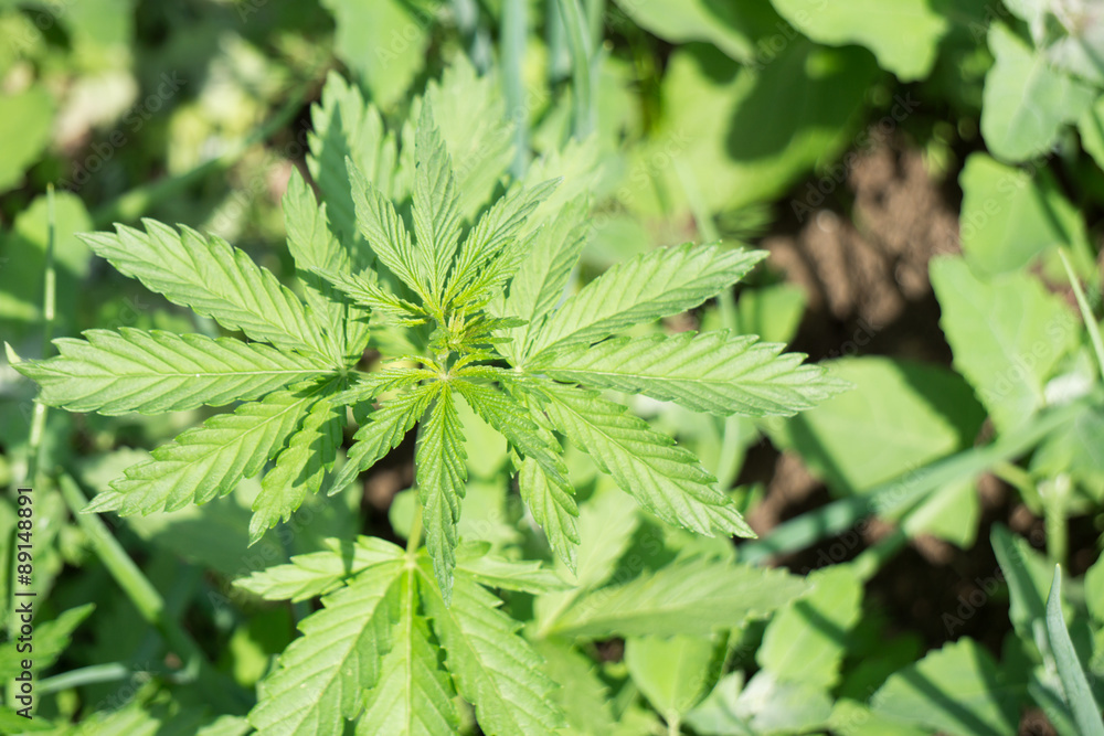 Cannabis plant Cannabis plant