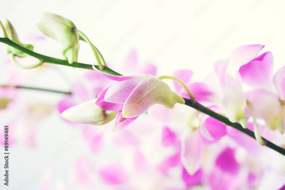 blooming pink orchid
