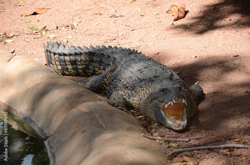 australian freshwater crocodile photo