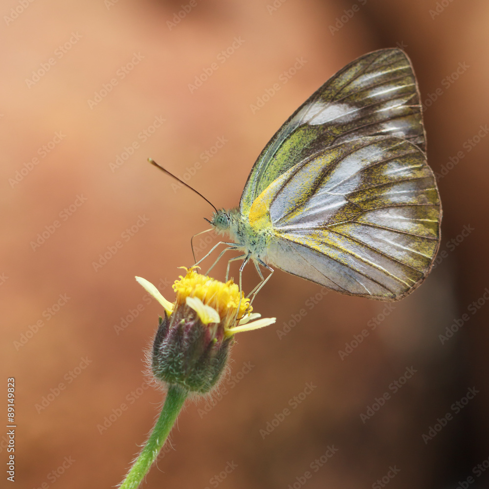 Obraz premium butterfly