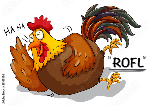 Chicken laughing on white