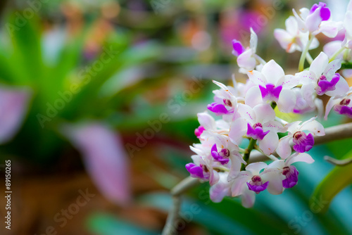 Beautiful flower Orchid with soft focus