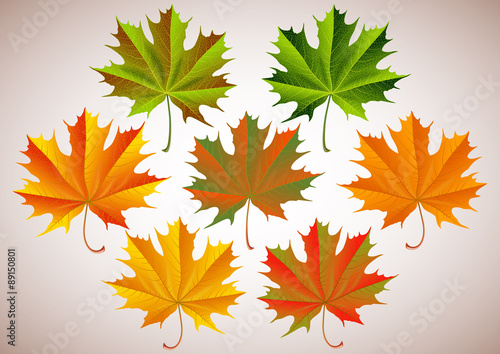 Maple leaves collection