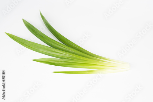 Pandan leaves for cooking on isolated background.
