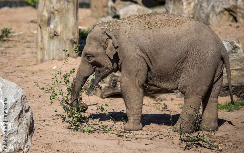 Obraz premium Elephant