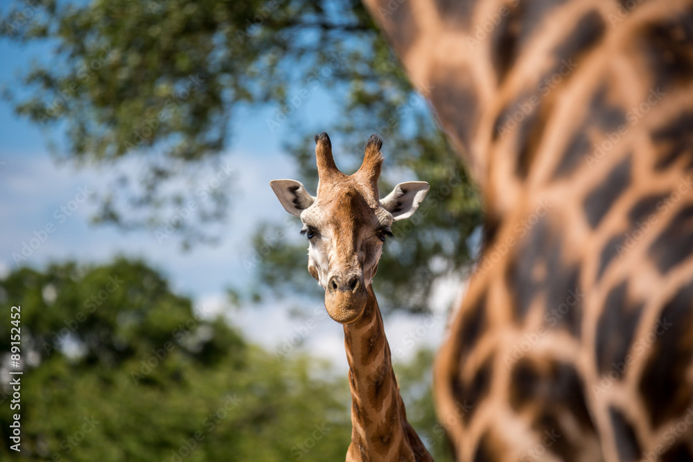 Obraz premium Giraffe