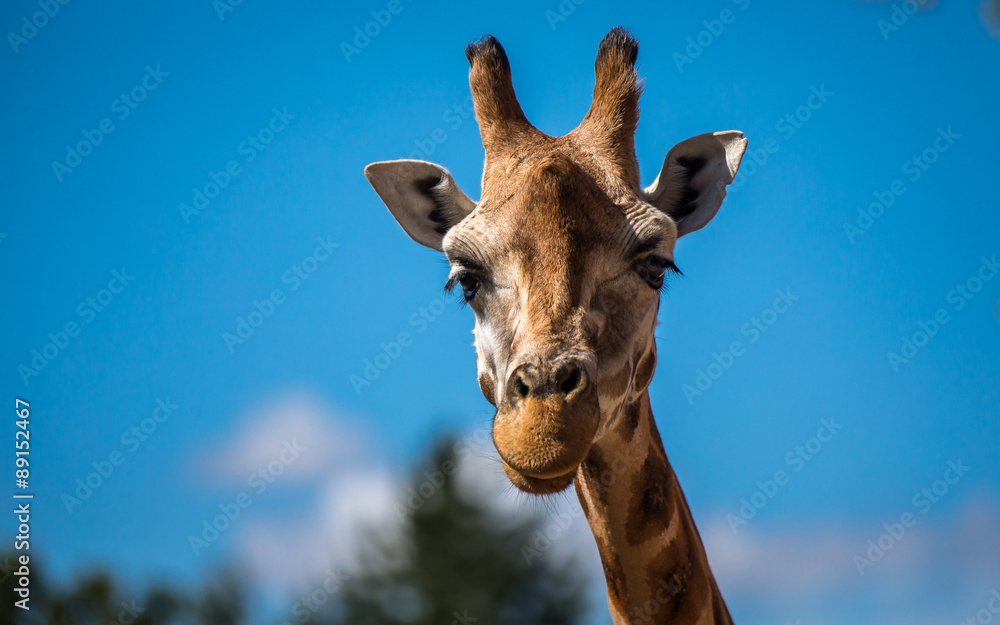 Giraffe