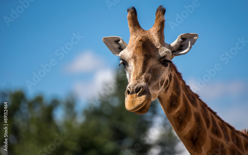 Giraffe © www.karlredshaw.com