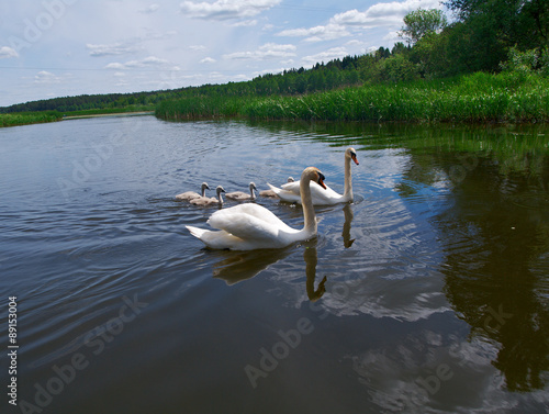  Swan Family