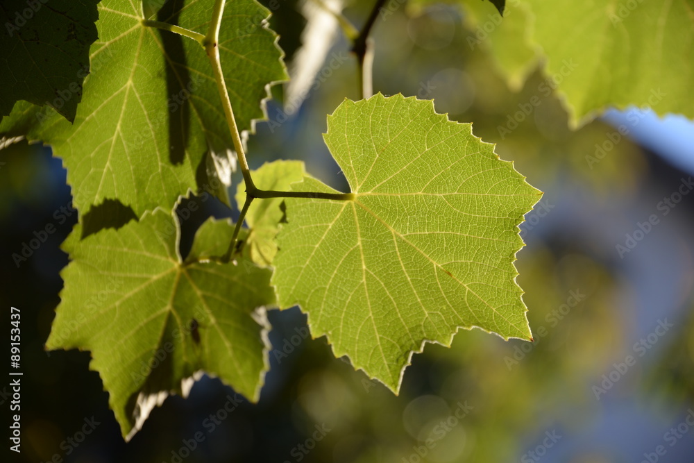 Weinlaub Weinlaub