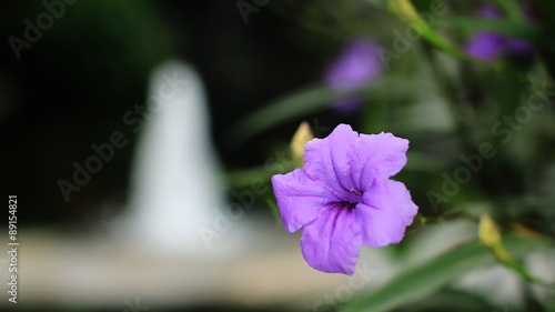 Purple flower