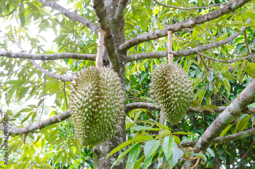 Durian trees in the garden