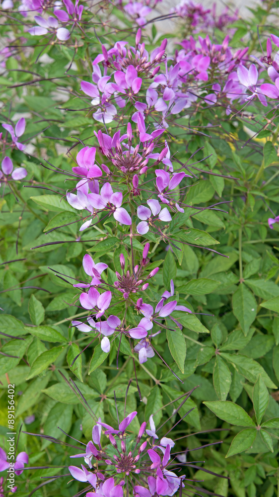 Spinnenblume - Cleome spinosa Spinnenblume - Cleome spinosa
