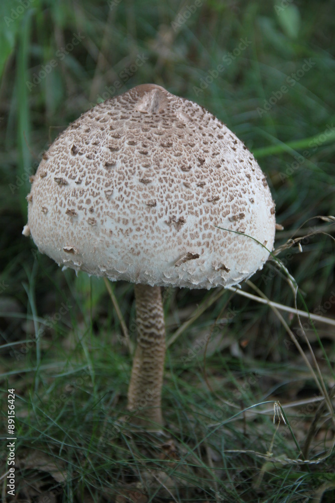 Parasol - Riesenschirmpilz