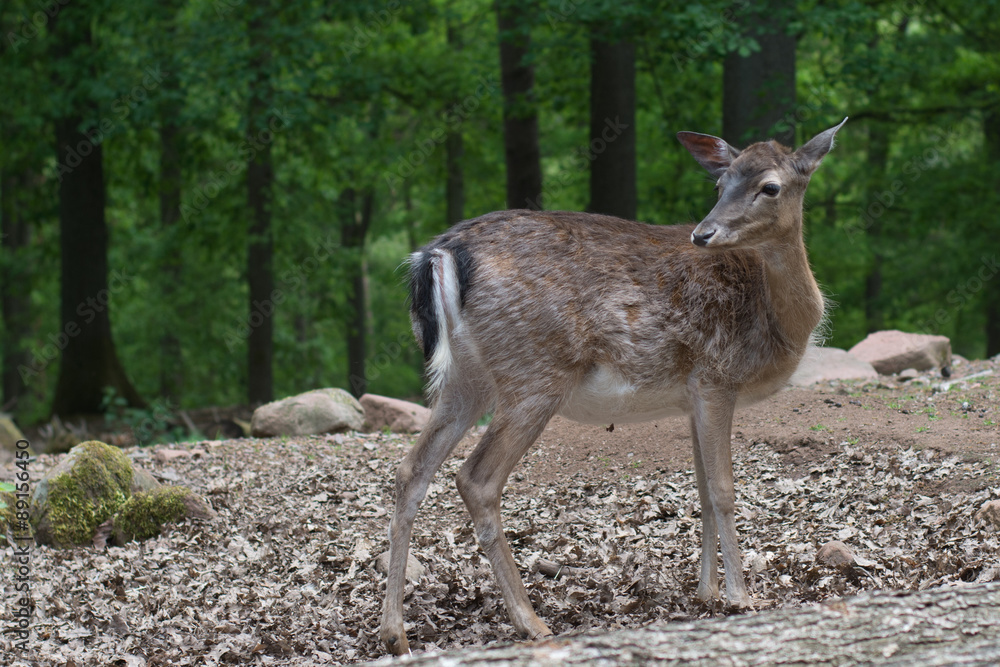 Fototapeta premium Young deer in the forest