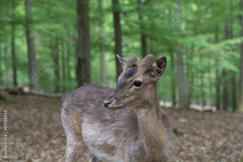 Young deer in the forest © greenphotoKK