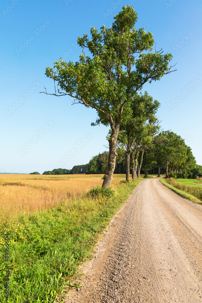 Country road with trees