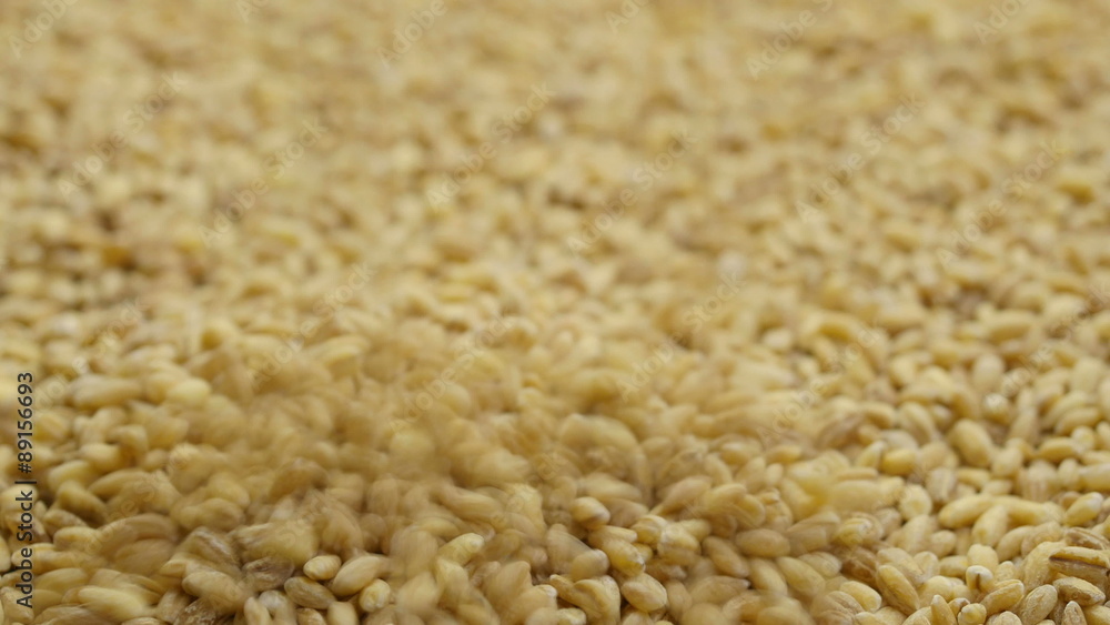 Pouring barley grains into plate. Close-up 4k footage. Pouring barley grains into plate. Close-up 4k footage.
