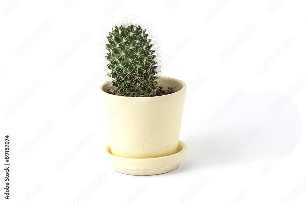 cactus in a pot cactus in a pot