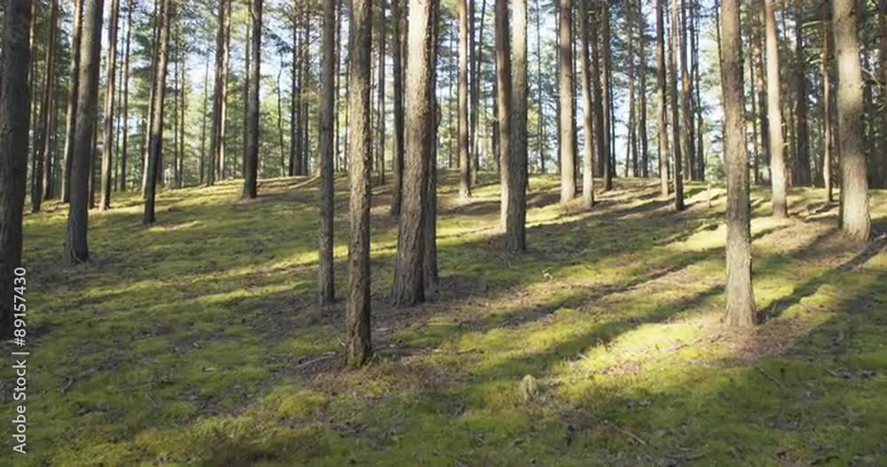 pine forest in warm summer day handheld walking stabilized pine forest in warm summer day handheld walking stabilized