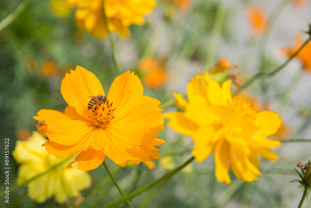 yellow casmos flowers with a bee. yellow casmos flowers with a bee.