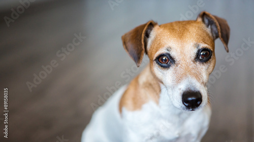 Fototapeta Naklejka Na Ścianę i Meble -  beautiful dog Jack Russel terrier in the gray room
