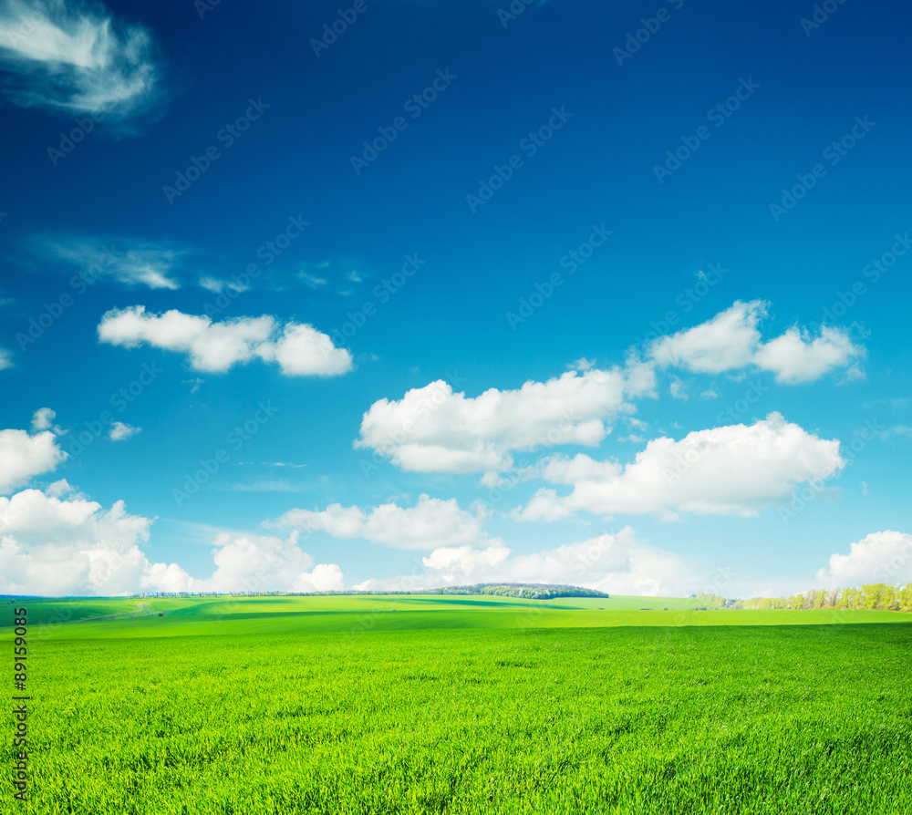 Fototapeta premium field
