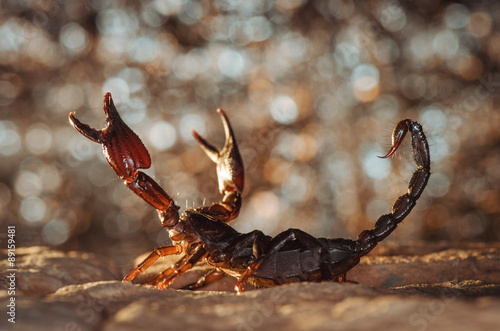 Scorpion protected. Russian nature