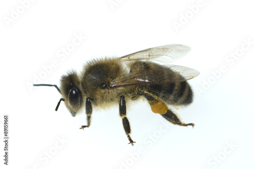 Biene  Apis  mellifera  Honigbiene  Insekt © Ruckszio