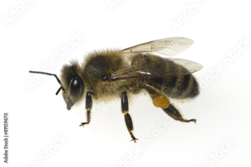 Biene; Apis; mellifera; Honigbiene; Insekt