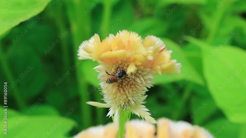 Bumble bee collecting pollen in the summer sunshine Bumble bee collecting pollen in the summer sunshine