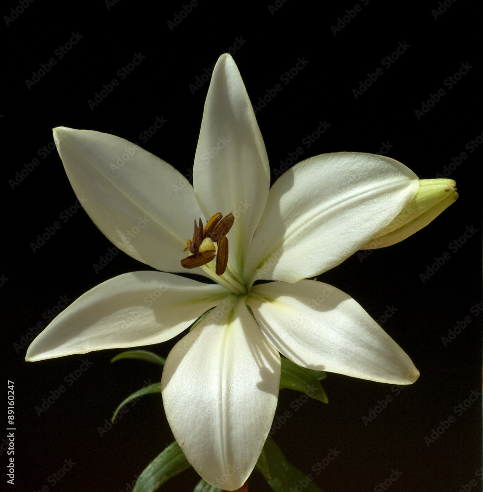 lilie; hybride; lilien lilie; hybride; lilien