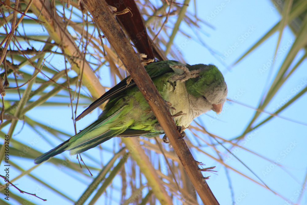 Obraz premium Monk Parakeet in Barcelona