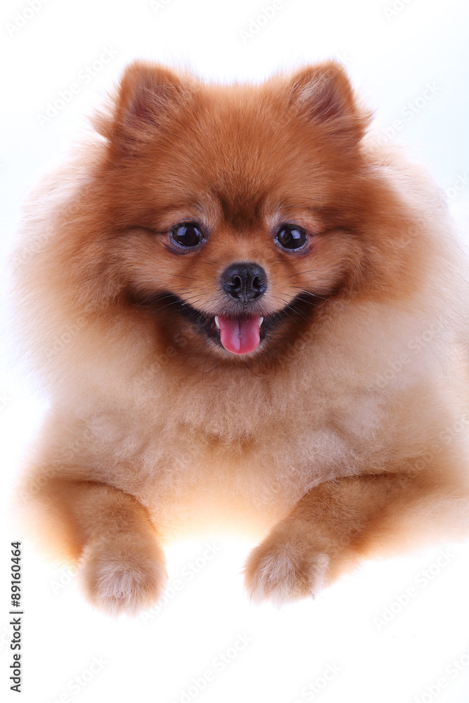 brown pomeranian dog isolated on white background brown pomeranian dog isolated on white background