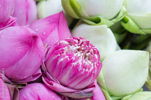 Folded Petal Water-Lily for paying respect to Buddha in Thailand