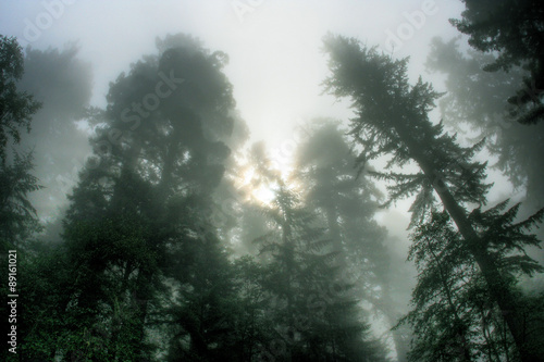 Foggy Forest © jkc photography