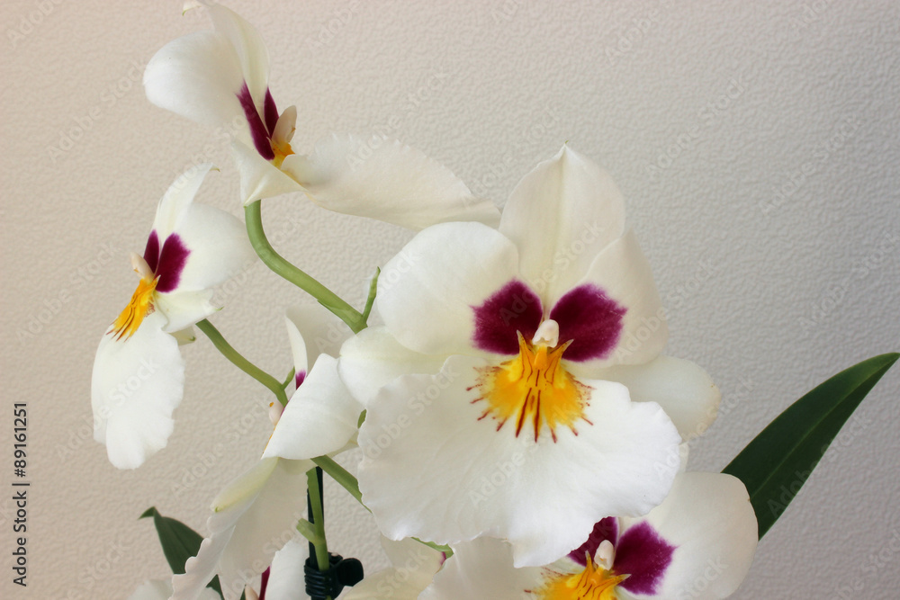 Obraz premium white orchid