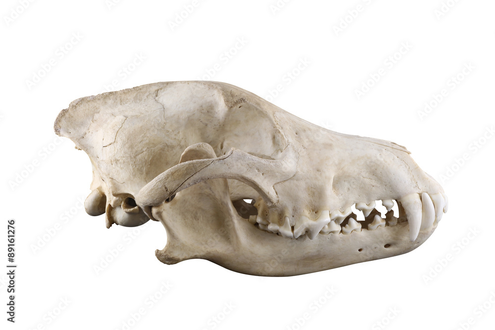Fototapeta premium Skull of wild grey wolf lateral view isolated on a white background. Closed mouth. Focus on full depth. 