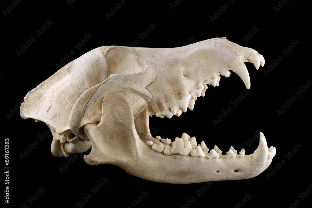 Obraz premium Widok boczny czaszki dzikiego wilka szarego na białym na czarnym tle. Prawie całkowicie otwarte usta. Skoncentruj się na pełnej głębi.