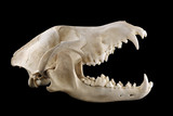 Skull of wild grey wolf lateral view isolated on a black background. Almost fully opened mouth. Focus on full depth. 