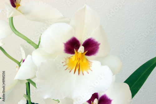 white orchid